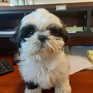 Meet your Posher, Ramona